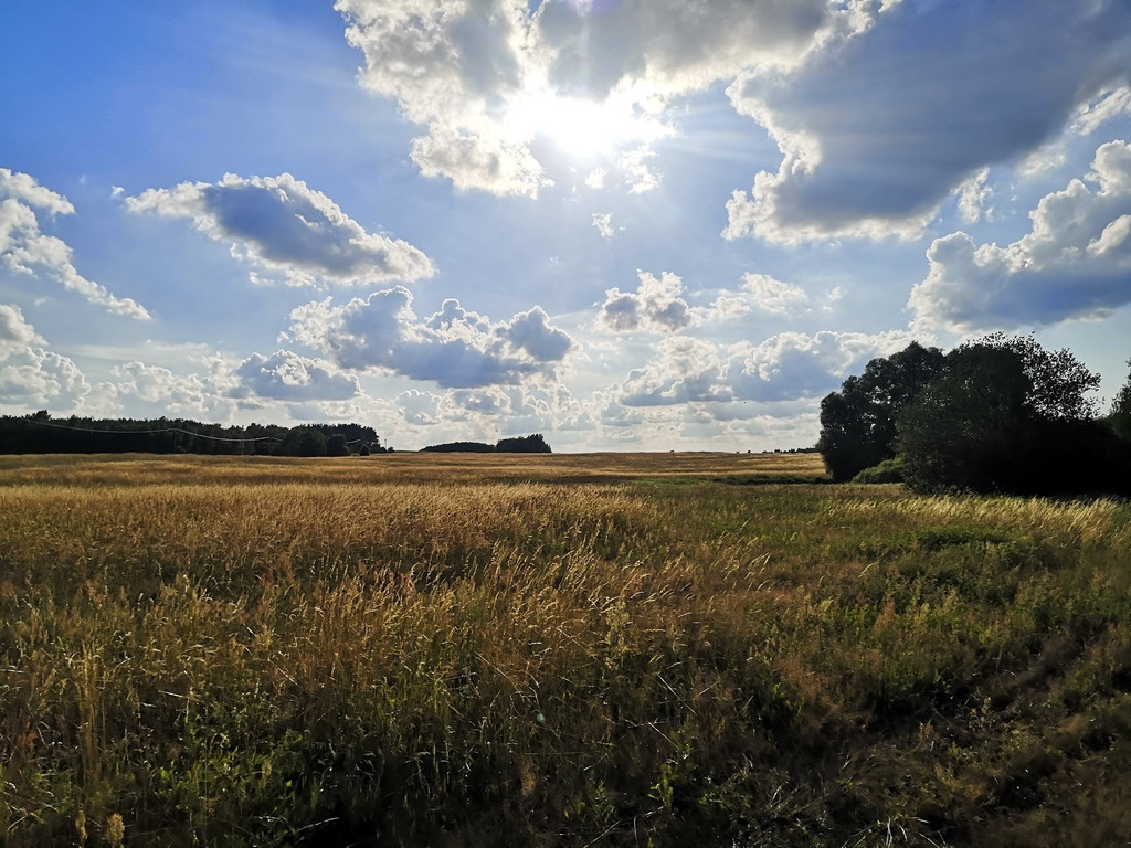 Działka Sprzedaż Wąwelnica