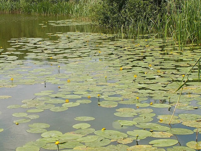 Działka rolna 3000 m2 Giżyn z dostępem do jeziora