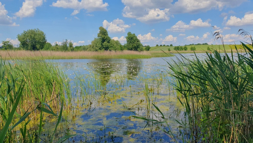 Działka Sprzedaż Zieleniewo