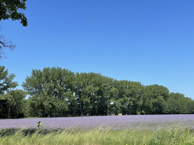 Działka nad jeziorem, Moryń