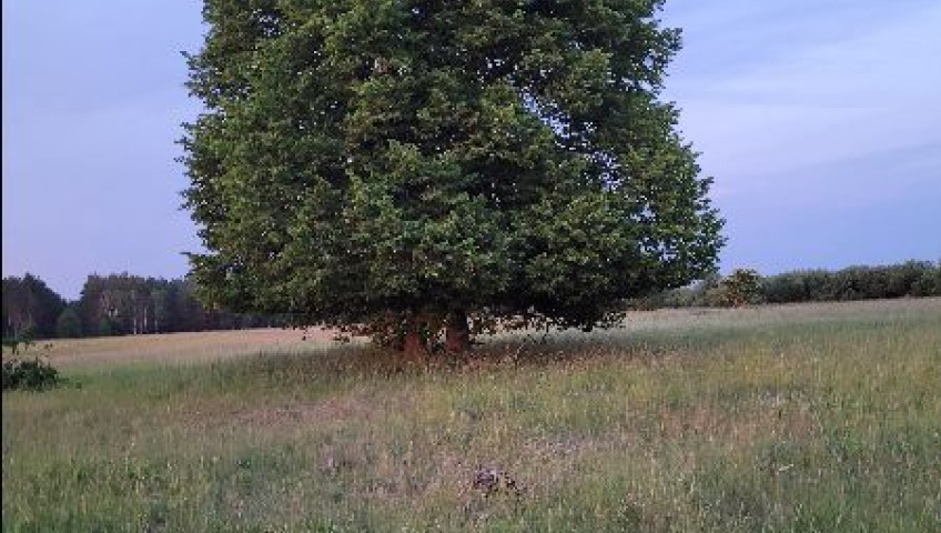 Działka Sprzedaż Lubczyna
